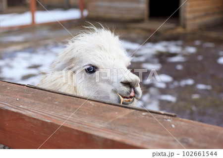 Lama glama on the farm with a wooden fence Lama glama on the farm with a wooden fence 102661544
