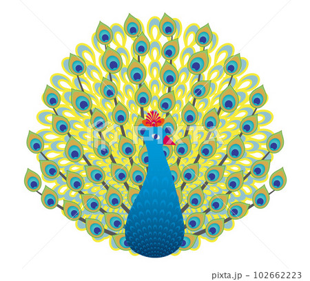 クジャクのカラフルなランゴリのイラスト 102662223