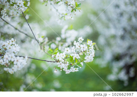 Spring white cherry blossoms in the green garden Spring white cherry blossoms in the green garden 102662997
