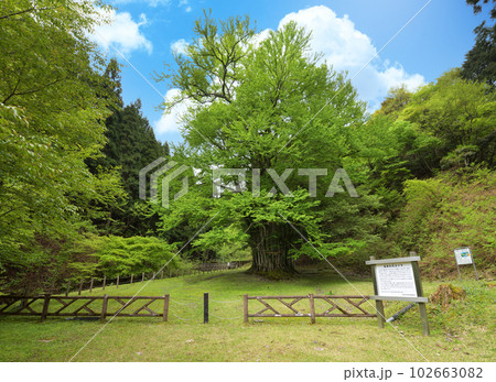 糸井の大カツラ 新緑(兵庫県朝来市和田山町) 糸井の大カツラ 新緑(兵庫県朝来市和田山町) 102663082