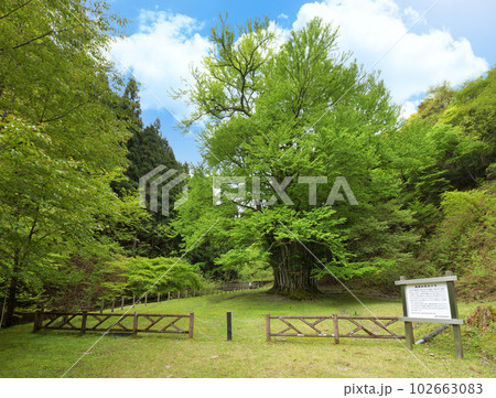糸井の大カツラ 新緑(兵庫県朝来市和田山町) 糸井の大カツラ 新緑(兵庫県朝来市和田山町) 102663083