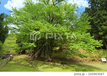 糸井の大カツラ 新緑(兵庫県朝来市和田山町) 糸井の大カツラ 新緑(兵庫県朝来市和田山町) 102663087