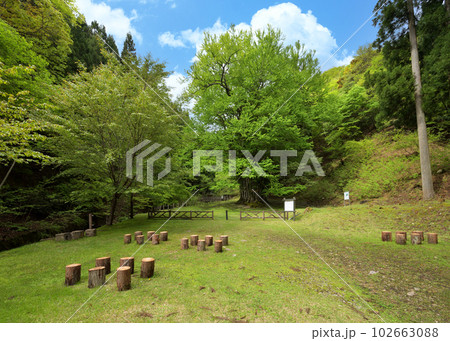 糸井の大カツラ 新緑(兵庫県朝来市和田山町) 糸井の大カツラ 新緑(兵庫県朝来市和田山町) 102663088