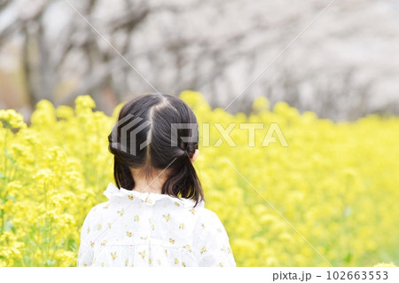 菜の花畑にいる女の子の後ろ姿 102663553