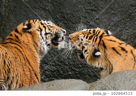 水場で子を叱るアムールトラの母 水場で子を叱るアムールトラの母 102664513