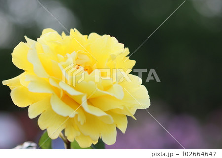 《平塚市・花菜ガーデン》薔薇の花 《平塚市・花菜ガーデン》薔薇の花 102664647