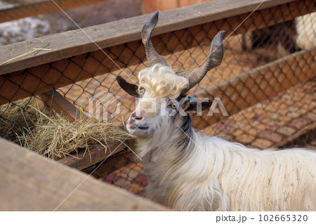 Shaggy white mountain goat eating 102665320
