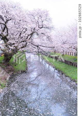 《埼玉県》川越市新河岸川沿い・満開の桜 《埼玉県》川越市新河岸川沿い・満開の桜 102665529