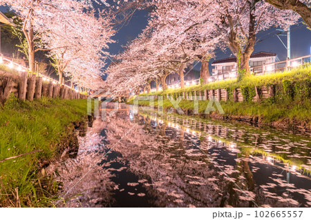 《埼玉県》川越市新河岸川沿い・満開の夜桜 102665557