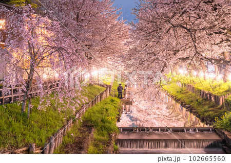 《埼玉県》川越市新河岸川沿い・満開の夜桜 《埼玉県》川越市新河岸川沿い・満開の夜桜 102665560