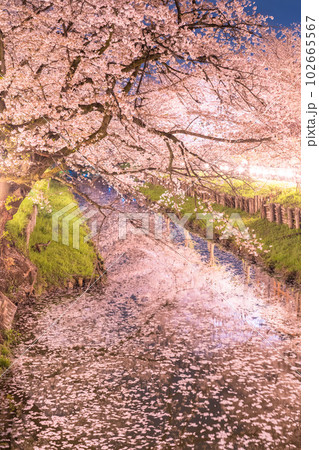 《埼玉県》川越市新河岸川沿い・満開の夜桜 102665567