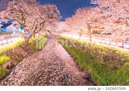 《埼玉県》川越市新河岸川沿い・満開の夜桜 《埼玉県》川越市新河岸川沿い・満開の夜桜 102665569