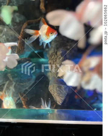 金魚ミュージアムのクローズアップ 102665662