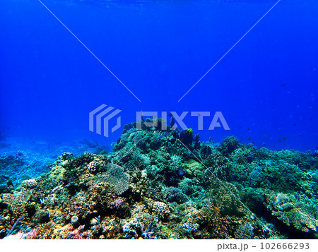 沖縄・慶良間諸島・座間味・安慶名敷島の海中風景 102666293