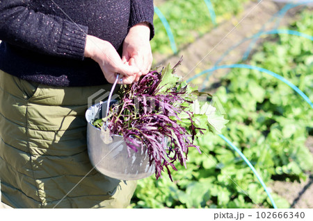 家庭菜園で野菜作りをする女性　農業女子　野菜を収穫する女性 102666340