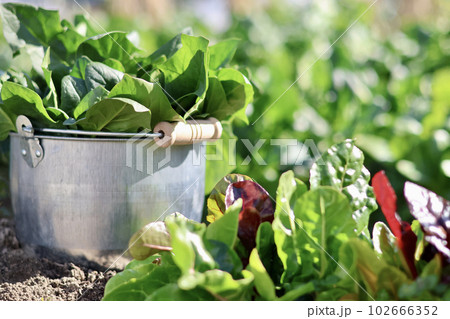 家庭菜園で野菜作りをする女性 農業女子 野菜を収穫する女性 家庭菜園で野菜作りをする女性 農業女子 野菜を収穫する女性 102666352