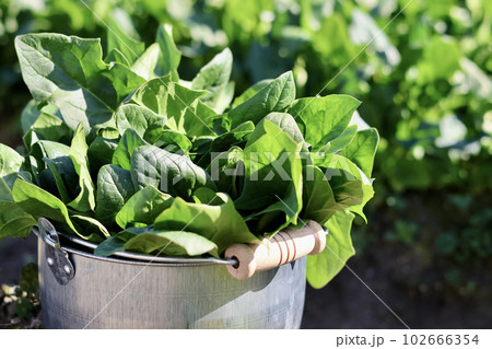 家庭菜園で野菜作りをする女性 農業女子 野菜を収穫する女性 家庭菜園で野菜作りをする女性 農業女子 野菜を収穫する女性 102666354