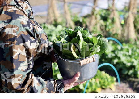 家庭菜園で野菜作りをする女性 農業女子 野菜を収穫する女性 家庭菜園で野菜作りをする女性 農業女子 野菜を収穫する女性 102666355