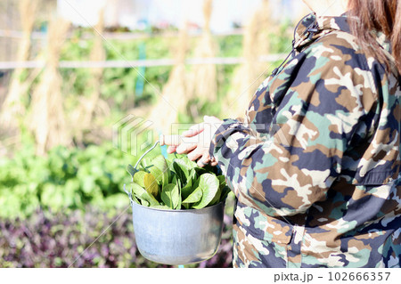 家庭菜園で野菜作りをする女性 農業女子 野菜を収穫する女性 家庭菜園で野菜作りをする女性 農業女子 野菜を収穫する女性 102666357