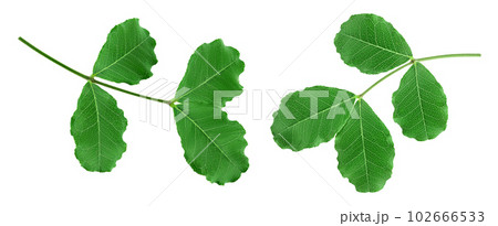 Fresh carob leaves isolated on white background. Top view. Flat lay Fresh carob leaves isolated on white background. Top view. Flat lay 102666533