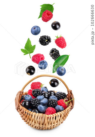 mix of blackberry blueberry raspberry black currant in wicker basket isolated on white background. 102666630