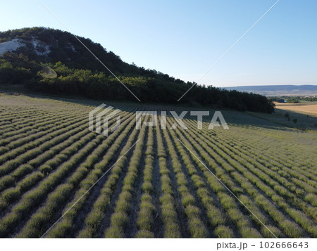 Aerial Lavender fields. Endless rows of blooming lavender fields on summer sunset time. Lavender Oil Production. Field with lavender rows. Aromatherapy. Relax. 102666643