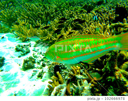 北マリアナ諸島・ロタ島テテトビーチの海中風景 102666978
