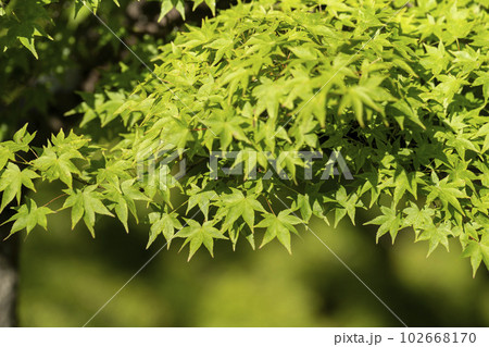 初夏の音羽山 清水寺 境内の新緑 青もみじ 京都府京都市 初夏の音羽山 清水寺 境内の新緑 青もみじ 京都府京都市 102668170