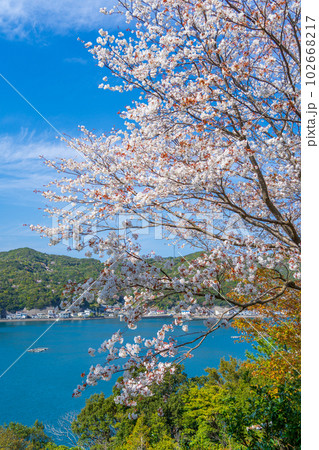 満開の山桜と椿泊町の海沿いの漁村 102668217