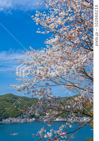 満開の山桜と椿泊町の海沿いの漁村 102668218