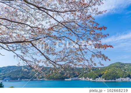 満開の山桜と椿泊町の海沿いの漁村 102668219