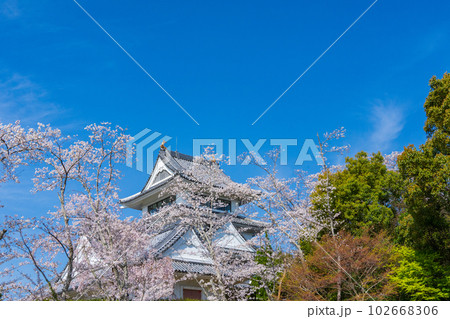 青空に映える桜と日和佐城 青空に映える桜と日和佐城 102668306