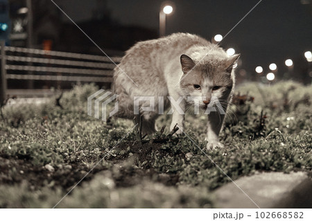 Istanbul evening, where a group of homeless cats find solace in the dimly lit streets Istanbul evening, where a group of homeless cats find solace in the dimly lit streets 102668582