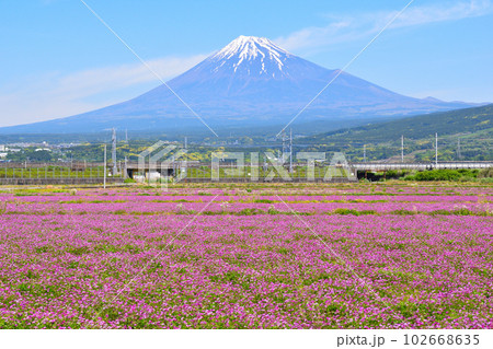 春 富士山 花畑 春 富士山 花畑 102668635