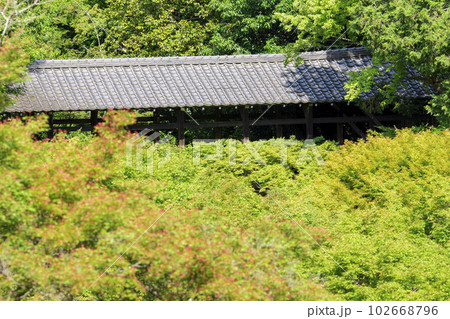 初夏の東福寺　新緑の青もみじと臥雲橋　京都府京都市 102668796