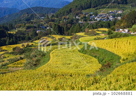 高知県/ 収穫前の「吉延の棚田」 高知県/ 収穫前の「吉延の棚田」 102668881