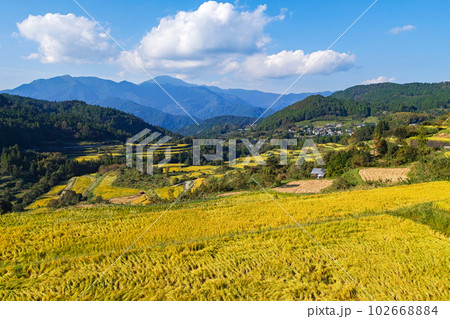 高知県/ 収穫前の「吉延の棚田」 102668884
