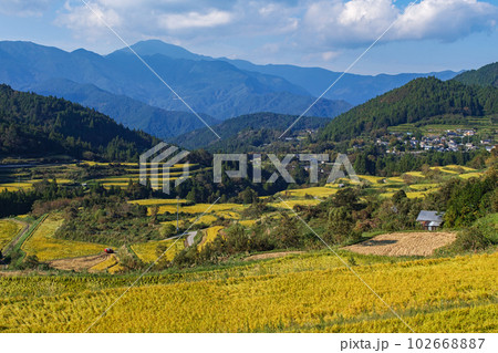 高知県/ 収穫前の「吉延の棚田」 高知県/ 収穫前の「吉延の棚田」 102668887