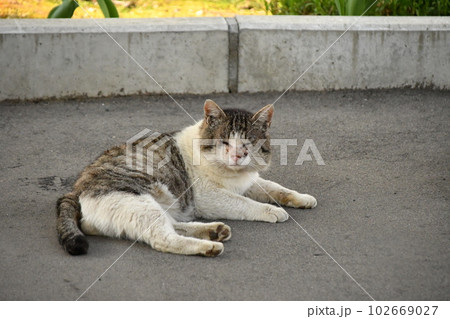 野良猫　顔傷だらけ 102669027