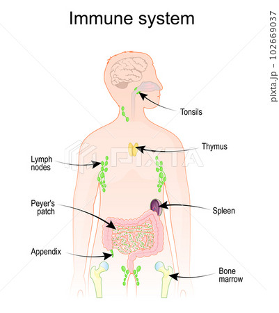 Human Immune and lymphatic systems. Human Immune and lymphatic systems. 102669037