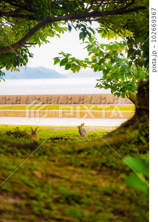 ピーターラビットの島 102669367