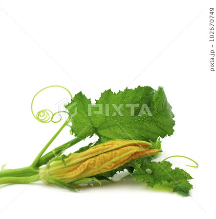 Diet food, vegetarianism. Flowers, leaves and fruits of young green zucchini isolated on white background Diet food, vegetarianism. Flowers, leaves and fruits of young green zucchini isolated on white background 102670749
