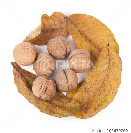 Fresh ripe Walnut with dried leaves isolated on a white background. 102670760
