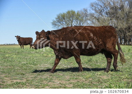Cattle in pampas countryside, La Pampa, Argentina. Cattle in pampas countryside, La Pampa, Argentina. 102670834