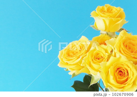 黄色いバラ　メッセージカード 102670906