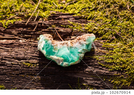 Raw bright green chrysoprase on textured wood surrounded by moss, Kazakhstan deposit 102670914
