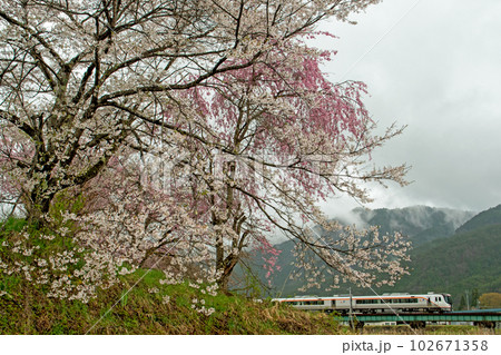 桜咲く飛騨路を駆け抜ける新型特急ひだ 102671358