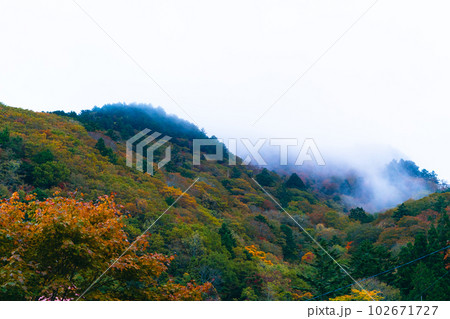見ノ越から見た朝霧が掛かる紅葉の丸笹山 徳島県三好市 見ノ越から見た朝霧が掛かる紅葉の丸笹山 徳島県三好市 102671727