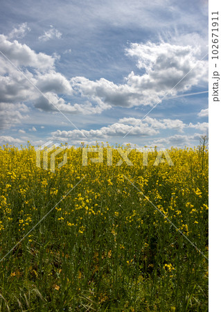 Endless rape field, Sekule, Slovakia 102671911