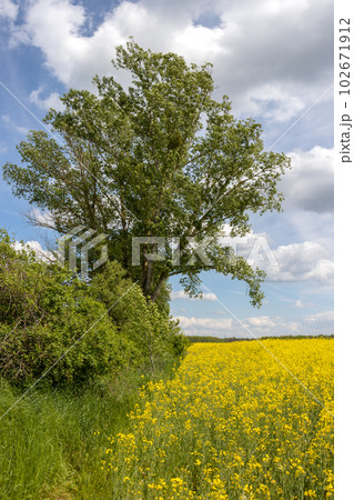 Rape field and a tree, Sekule, Slovakia 102671912